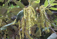 Quercus ilex ssp. ilex