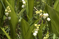 European Lily of The Valley