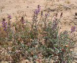 Astragalus lentiginosus var. variabilis