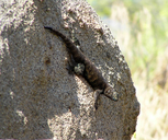 Granite Spiny Lizard