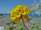 Abronia latifolia