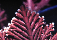 Corallina officinalis var. chilensis