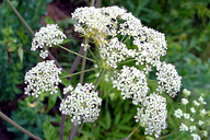 Spotted Cowbane