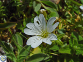 Field Mouse-ear Chickweed