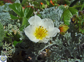 Fragaria chiloensis
