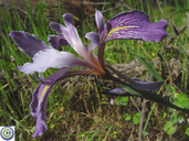Iris tenuissima ssp. tenuissima