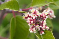 Rhus ovata