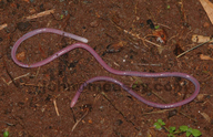Boulengerula fischeri