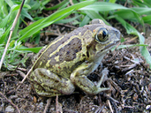 Pelobates fuscus