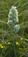 Dactylis glomerata ssp. hispanica
