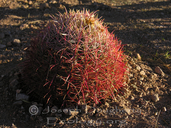 Red-spined Barrel Cactus