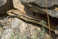 Four-lined Snake
