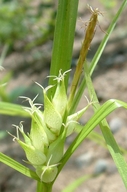 Carex tuckermanii