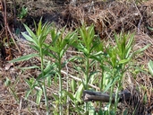 Chamerion angustifolium ssp. angustifolium