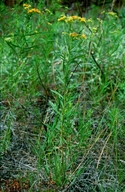 Euthamia graminifolia var. graminifolia