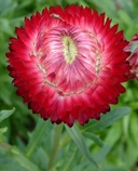 Helichrysum subulifolium