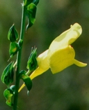 Linaria dalmatica