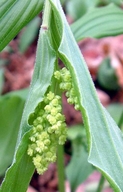 Maianthemum racemosum ssp. racemosum