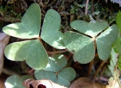 Oxalis montana