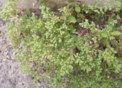 Polycarpon tetraphyllum