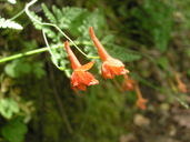 Delphinium nudicaule