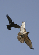 Red-tailed Hawk (american Crow Attack)