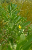 Ononis breviflora