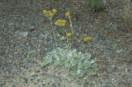Photo of Eriogonum umbellatum var. lautum