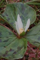 Small Flowered Trillium