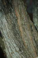 Podocarpus latifolius