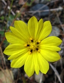 Lagophylla minor