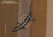 Pacific Blue-tailed Skink