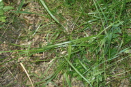 Festuca arundinacea