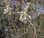 Allium tenuiflorum