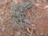 Astragalus amphioxys var. amphioxys
