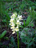 Georgian Orchid