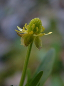 Ranunculus abortivus