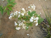 Rubus spectatus