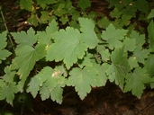 Ribes cynosbati