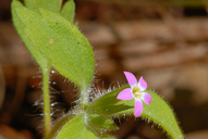 Vari-leaf Collomia