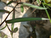 Symphyotrichum lanceolatum var. lanceolatum