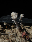 Photo of Micropus amphibolus