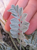 Astragalus utahensis