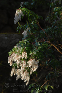 Lily of The Valley Shrub