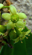 Esenbeckia grandiflora
