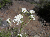 Hackelia diffusa var. arida