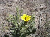 Crepis occidentalis