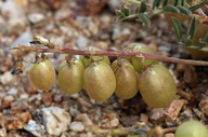 Astragalus lentiginosus var. fremontii
