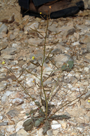 Chylismia walkeri ssp. tortilis