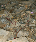 Gilia cana ssp. speciformis
